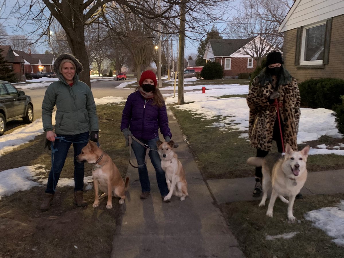 FidoNiagara's tweet photo. Duke passed our rigorous and scientific behavior tests, with both dogs and cats! Duke's owner is hospitalized, and he may be up for adoption soon; please check back this month. #fidoniagara #germanshepherd #fosterdog #volunteering #communityservice https://t.co/J6pSY3XrSR