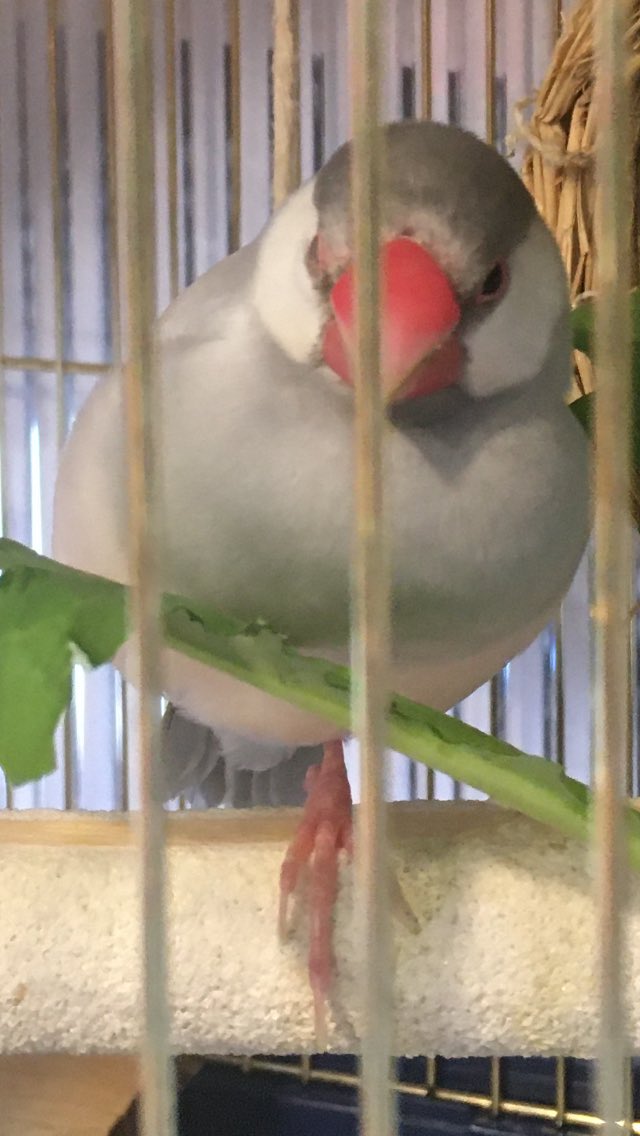 完了しました 鳥 片足立ち 2454 鳥 片足立ち なぜ Mental Gambar