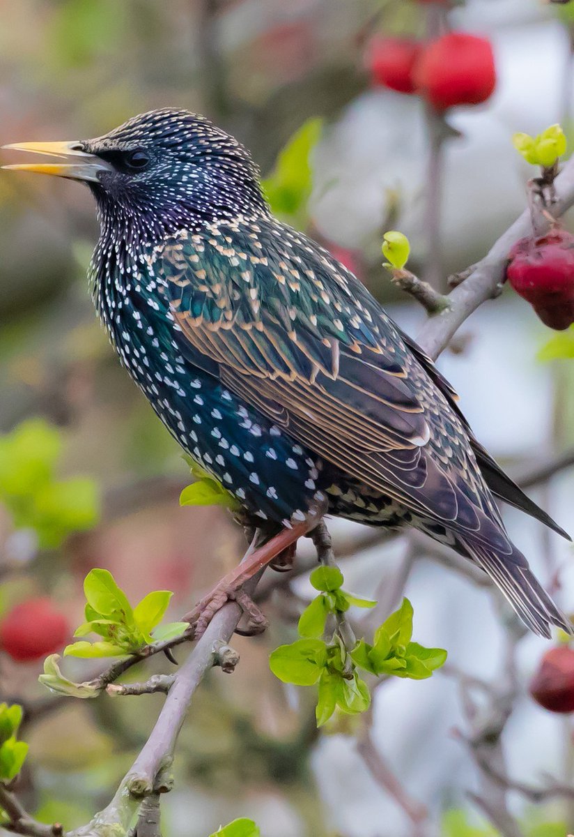 no one dresses better than the starling in her cloak of many stars