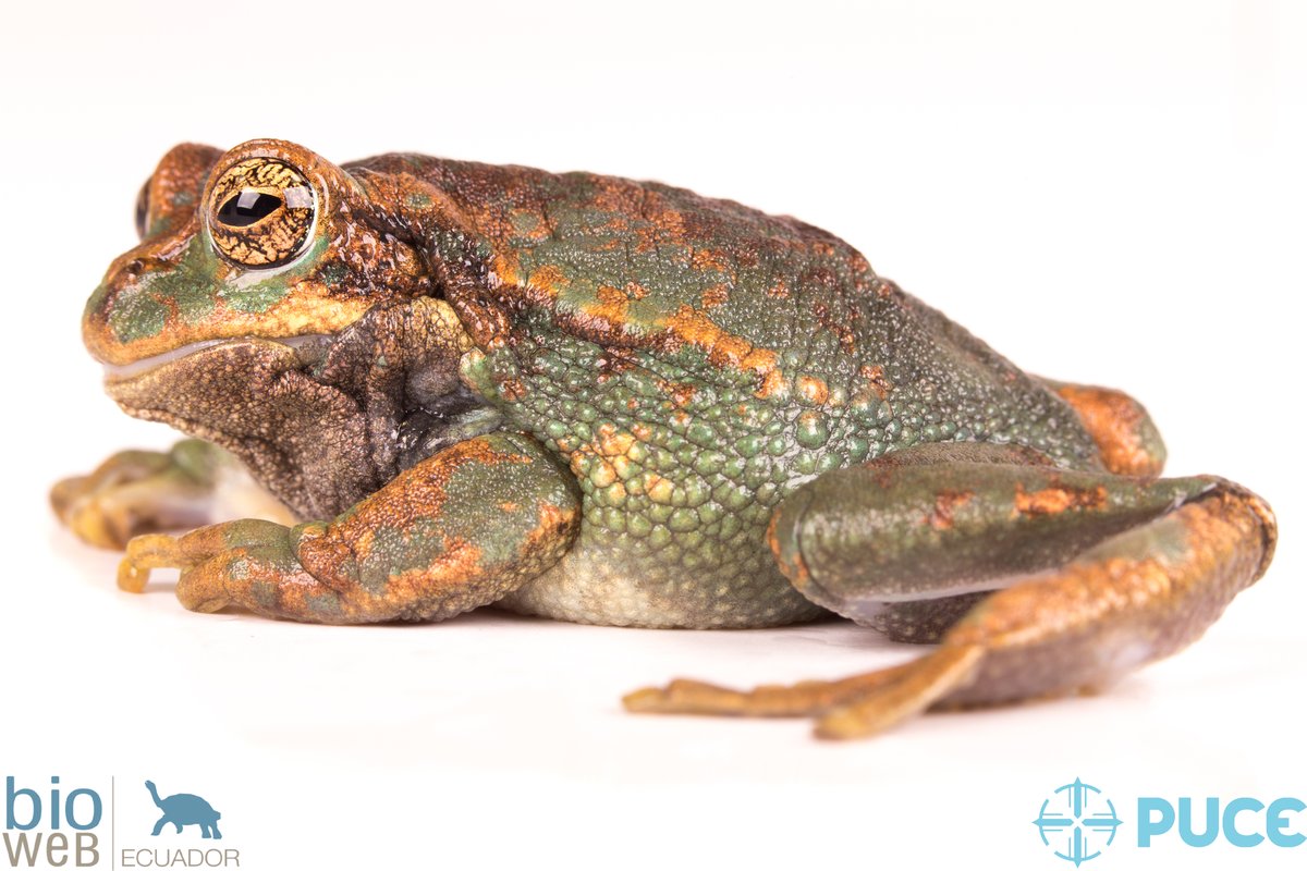 bioweb9's tweet photo. La especie del día. La rana marsupial azuaya habita zonas de laderas de páramos herbáceos y subpáramos de los Andes del sur. Gastrotheca litonedis. Provincia de Azuay, Patapamba. Foto: Santiago R. Ron. Más en: https://t.co/lJO8j2WoyJ⠀
#Tropics #conservation #biodiversity #BIOWEB https://t.co/lPzP5tUATf