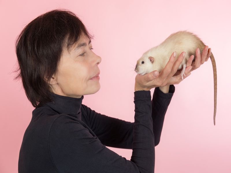 человек крыса женщина. человек крыса женщина. характеристика крысы. человек крыса женщина. человек крыса женщина.