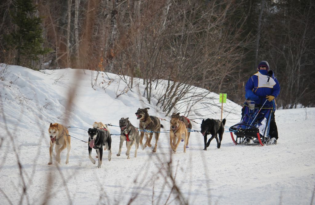 JFylip's tweet photo. Griffin Ferrell(#16) was at the head of a pack coming into the intersection. Lynne Witte(#7) snuck up on me, but I got a photo through the bushes. An M&M snowmobile slid past Rita Wehseler(#19) while I watched. #CD150 #Copperdog150 #sleddogs #snow https://t.co/2EpFXPUSJe