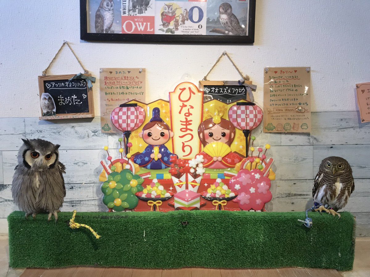 Country ｏwl Owl Countryowl Twitter