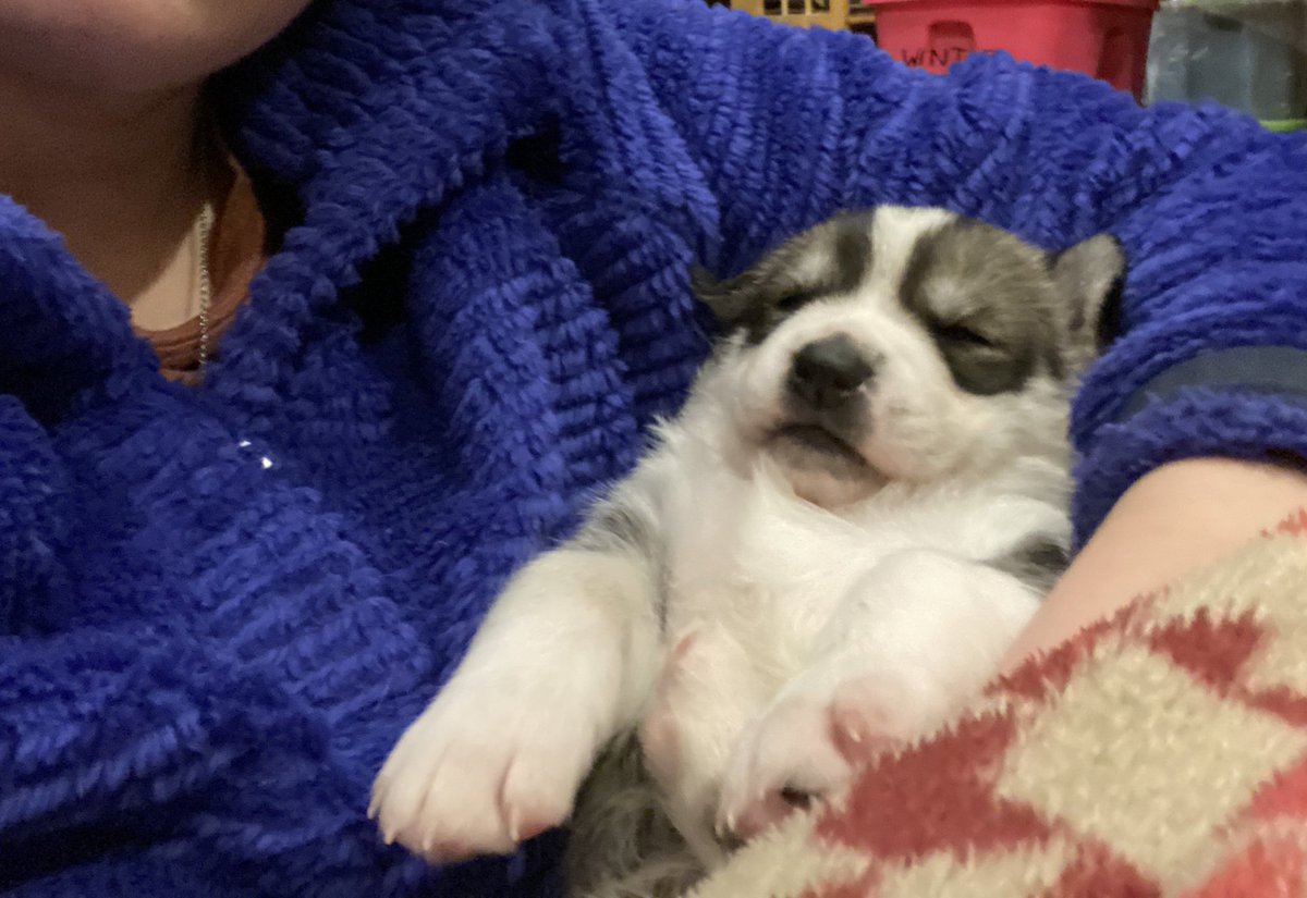 A husky puppy, a few weeks old, lies and sleeps in the crook of a woman’s arm. The pup has her two front legs out, with big paws, and is mostly white with a gray-brown mask around her closed eyes.