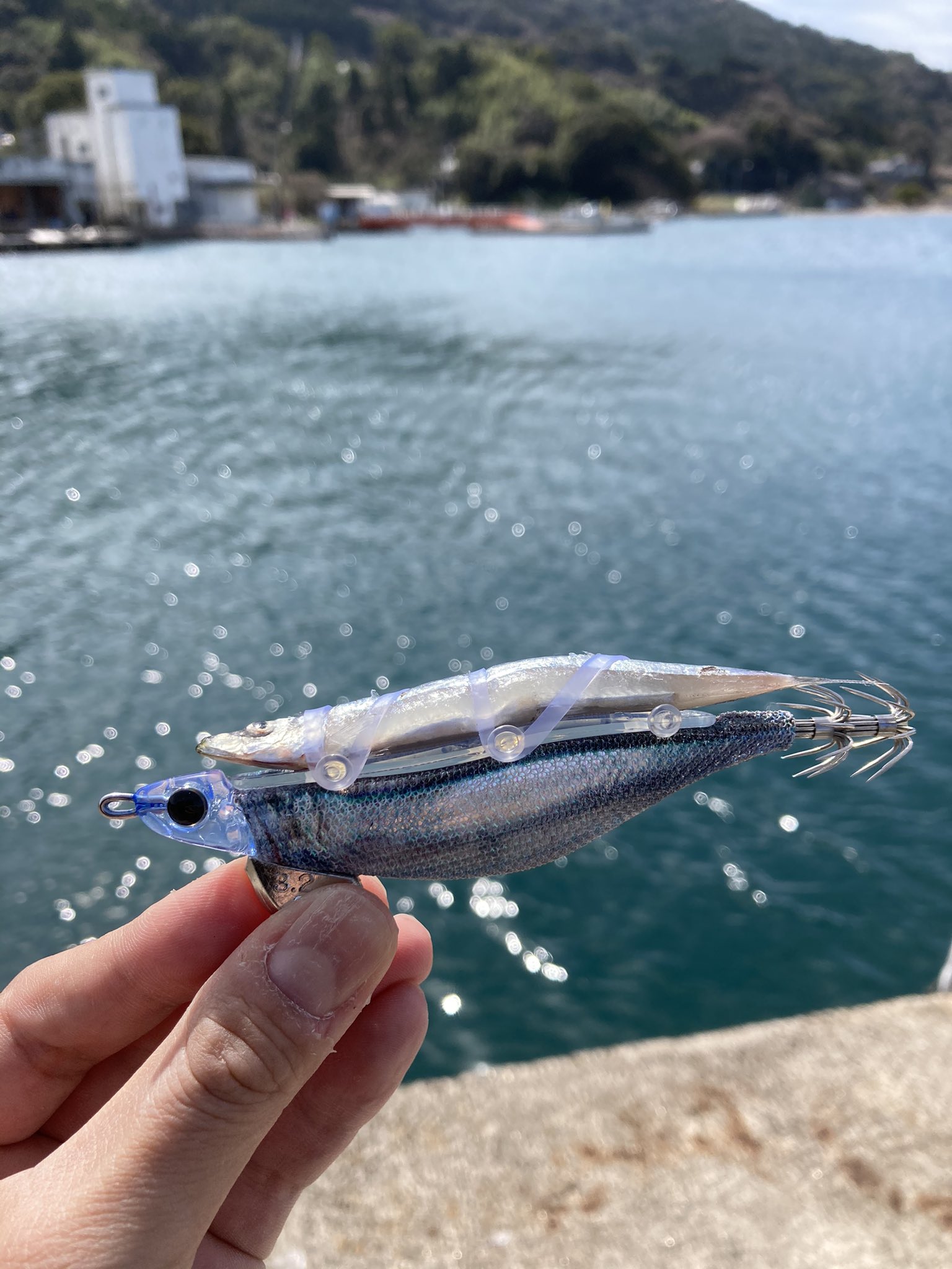 Aramo 邪道でしょうか キビナゴ付けて挑戦 絶対釣れるでしょう 熊本 エギング キビナゴ もぐもぐサーチ アオリイカ コウイカ 釣り好きな人と繋がりたい T Co Jtffvmxpwa Twitter