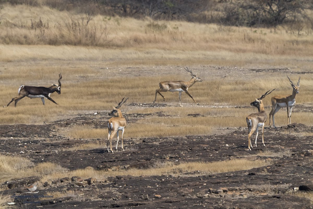 passivelyactive's tweet photo. It’s #WorldWildlifeDay today. Celebrating the day with the handsome hunks (some in the making) of grasslands and forests. #blackbucks and #chitals #IndiWild #indiaves #ThePhotoHour @ParveenKaswan #TwitterNatureCommunity #BBCWildlifePOTD https://t.co/KVsSpapUwX