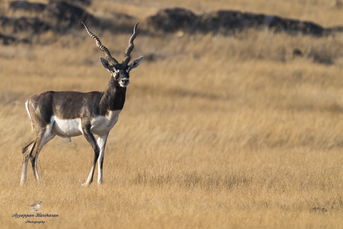 passivelyactive's tweet photo. It’s #WorldWildlifeDay today. Celebrating the day with the handsome hunks (some in the making) of grasslands and forests. #blackbucks and #chitals #IndiWild #indiaves #ThePhotoHour @ParveenKaswan #TwitterNatureCommunity #BBCWildlifePOTD https://t.co/KVsSpapUwX