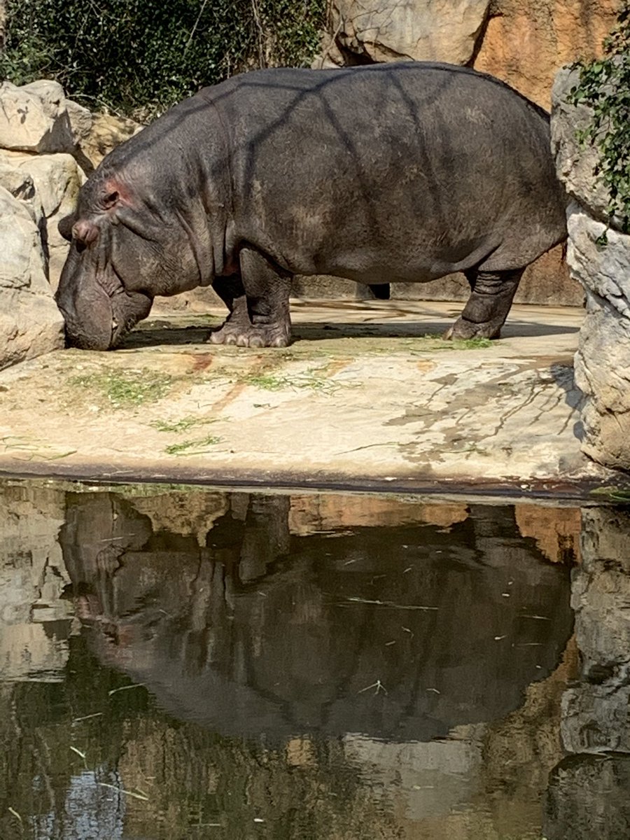 王子動物園。お散歩。8000歩
キリンさんは動いていたけど、トラもライオンもパンダもコアラもみんな寝ていた。ゾウさんは後ろ向きでお顔見れず、おしり見てた。ただカバの出目男（でめお）くんがなんともいい写メ。逆さカバ！