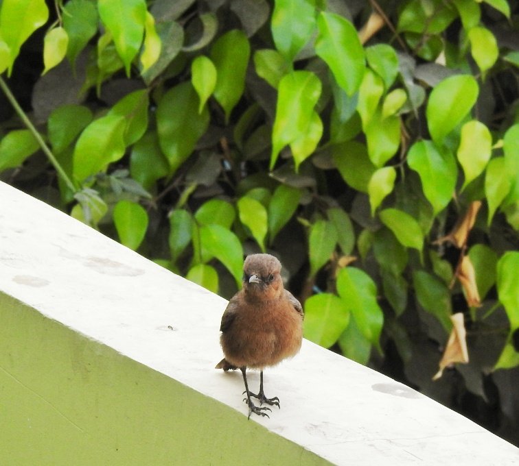 Pallavi00645896's tweet photo. Most common visitor at our home! Brown Rock Chat
.
#rockchat #BirdsSeenIn2021 #AviBase #indianbirds #IndiAves #NaturePhotography #POTD #naturelovers #birding #birdwatching #BirdTwitter #BIRDSTORY https://t.co/r2S7nciaK5