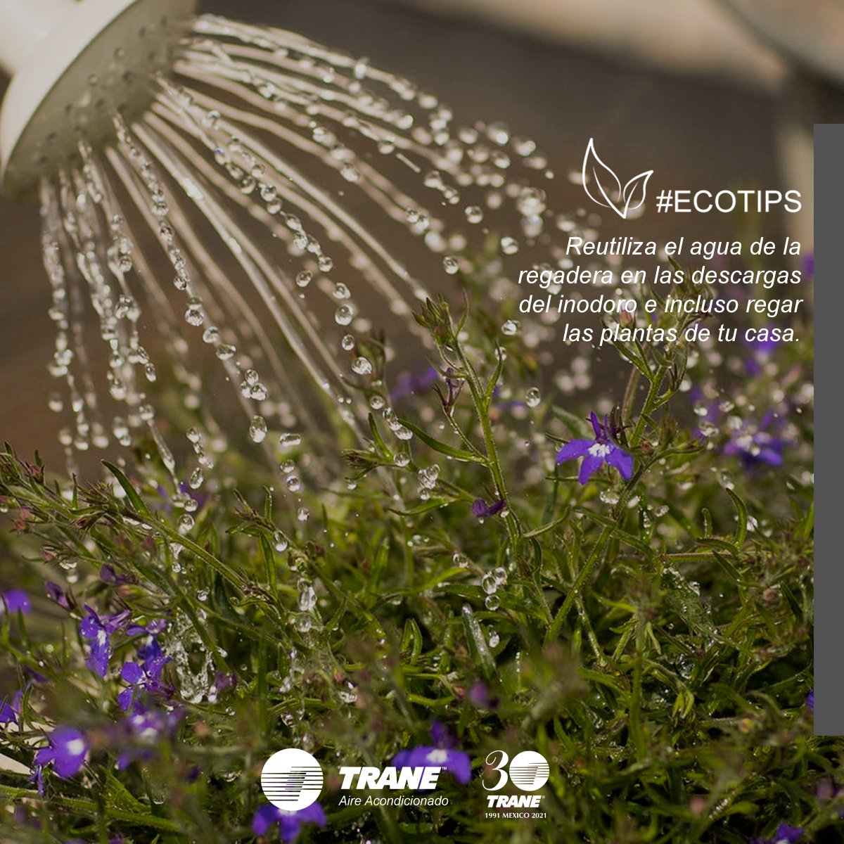 Vivir sin agua es tan malo como vivir sin aire. Aprovecha el agua tanto como puedas, por ejemplo, puedes reutilizar la que sale de la regadera para el riego de plantas o las descargas del inodoro. ¡#Ecotips para cuidar recursos! #TraneContigo #DíaMundialDelAgua #Water2me