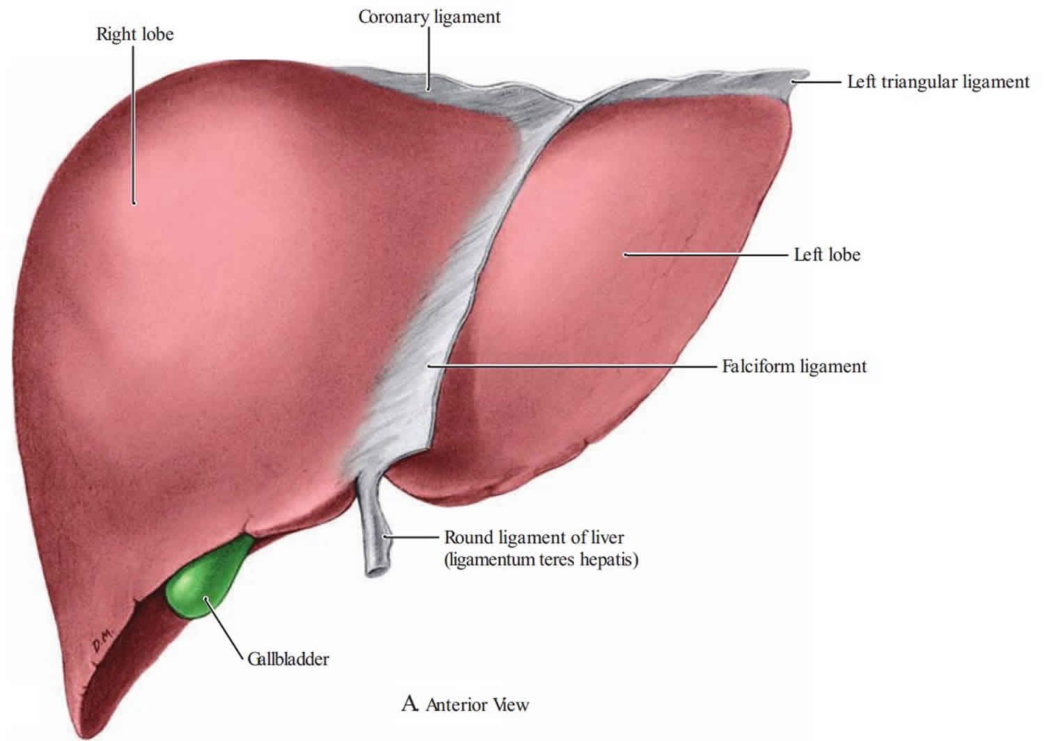 Liver Anatomy Ligaments