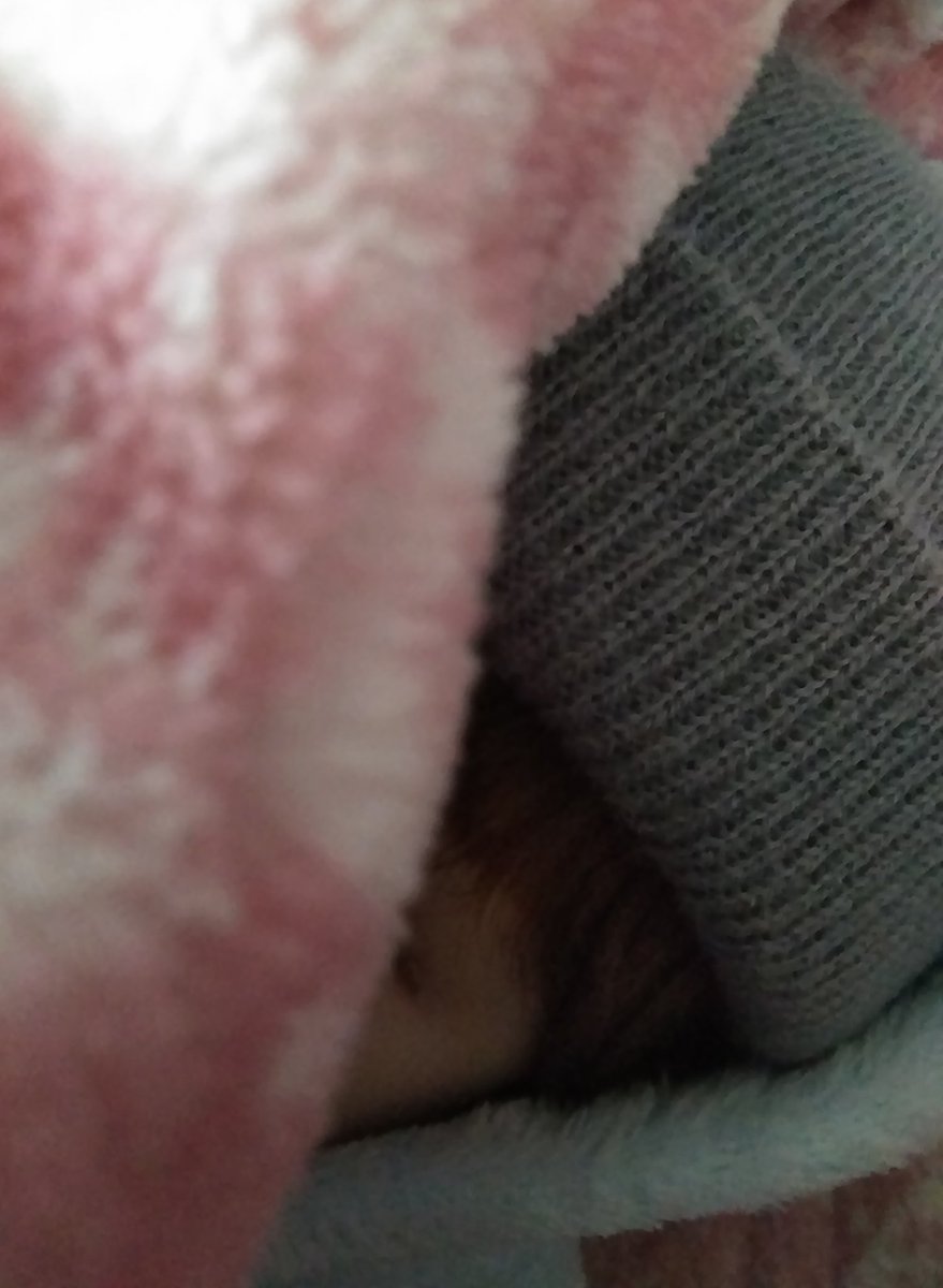 marumo_1's tweet photo. 真育でしゅ。今朝目覚めた時の写真でしゅ。まだぬくぬくしたかったな。😪　
#リボーンドール #人形 #赤ちゃん #男の子 #寝起き  #RebornDool #Dools #baby #boy #bedroom https://t.co/ch3v2nMjiD