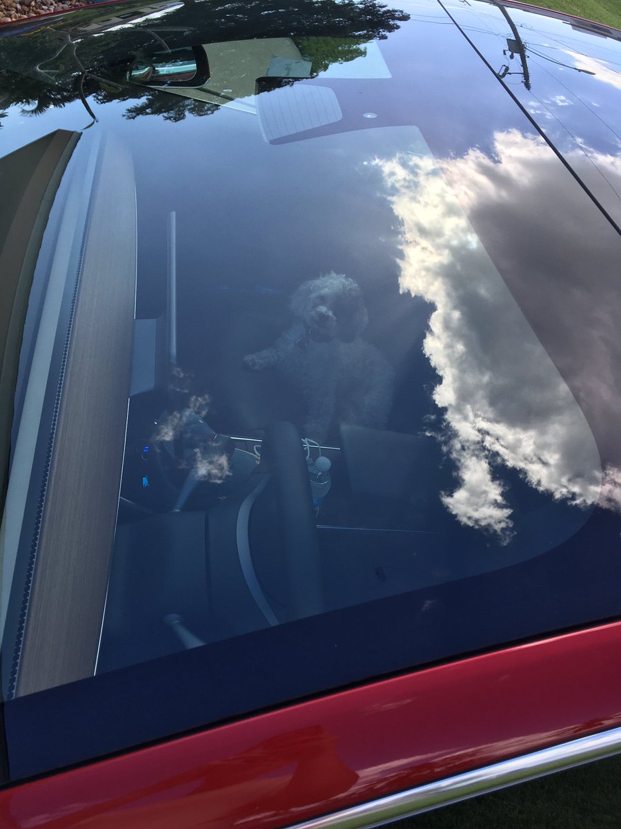 BurkeyTodd's tweet image. Dog in the clouds. Always ready for a drive.