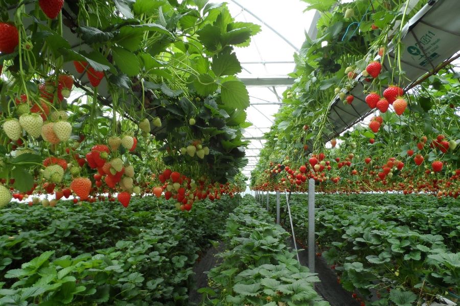 innovateuk's tweet image. #Essex agritech partnership between heritage brand Wilkin &amp;amp; Sons @tiptree and the @Uni_of_Essex is doubling local strawberry produce. This #KnowledgeTransferPartnership uses automated sensing systems to detect and predict disease outbreaks in crops- ow.ly/9wCL50DNHgr