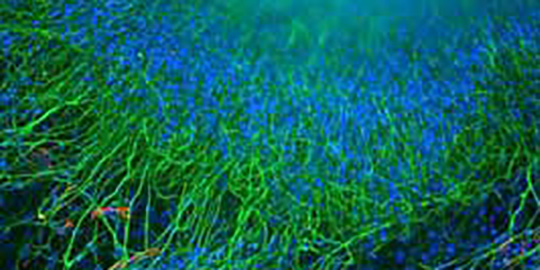 More than 1600 Cells &amp; Cell Lines in our shop! Manufacturer such as Lonza, Elabscience, eEnzyme, Cederlane, … Take a look at our wide range of products: szabo-scandic.com/en/cell-cultur…
#cells #cellculture #SYStem_2021