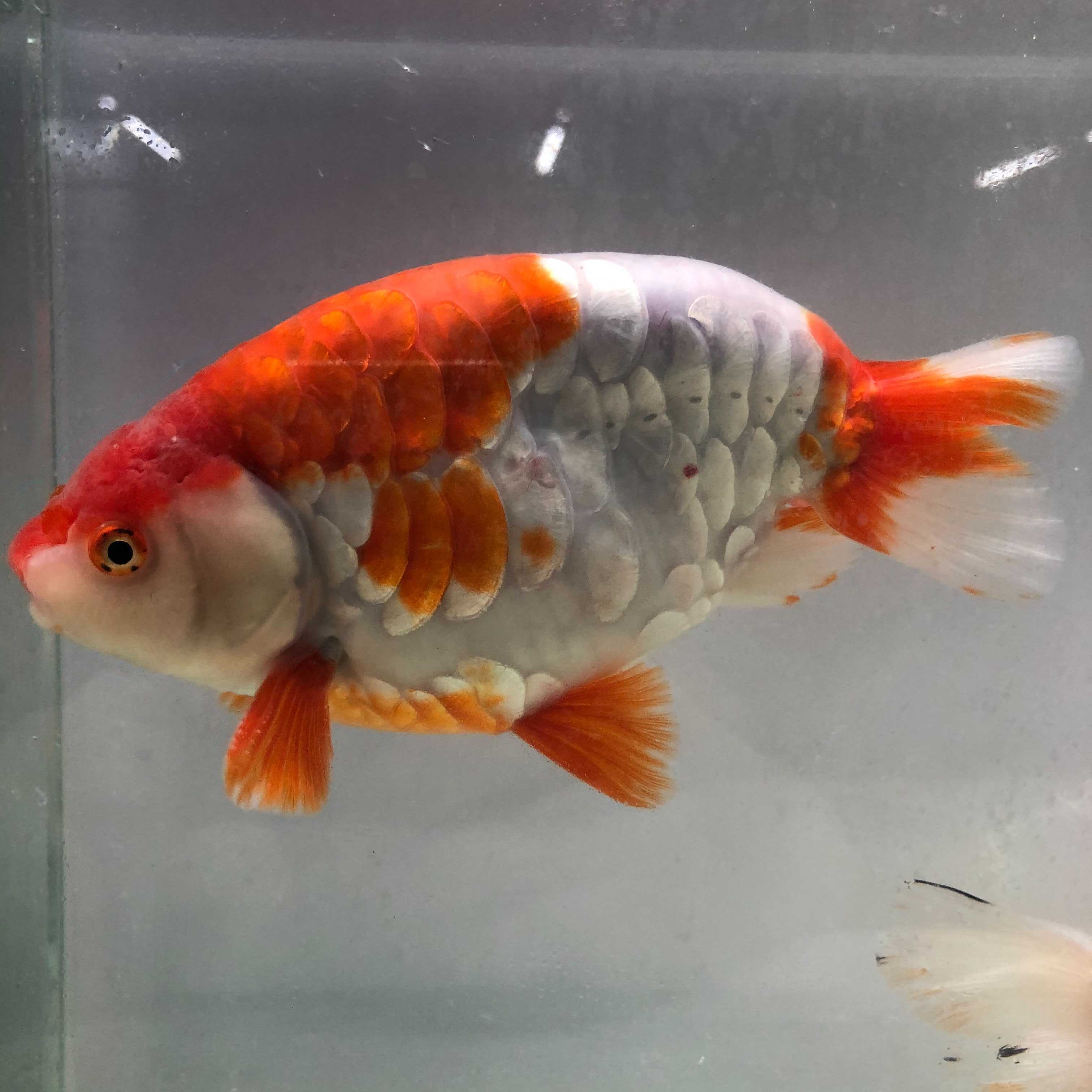ドラゴンスケールらんちゅう 14cm | 金魚専門店 カハラ