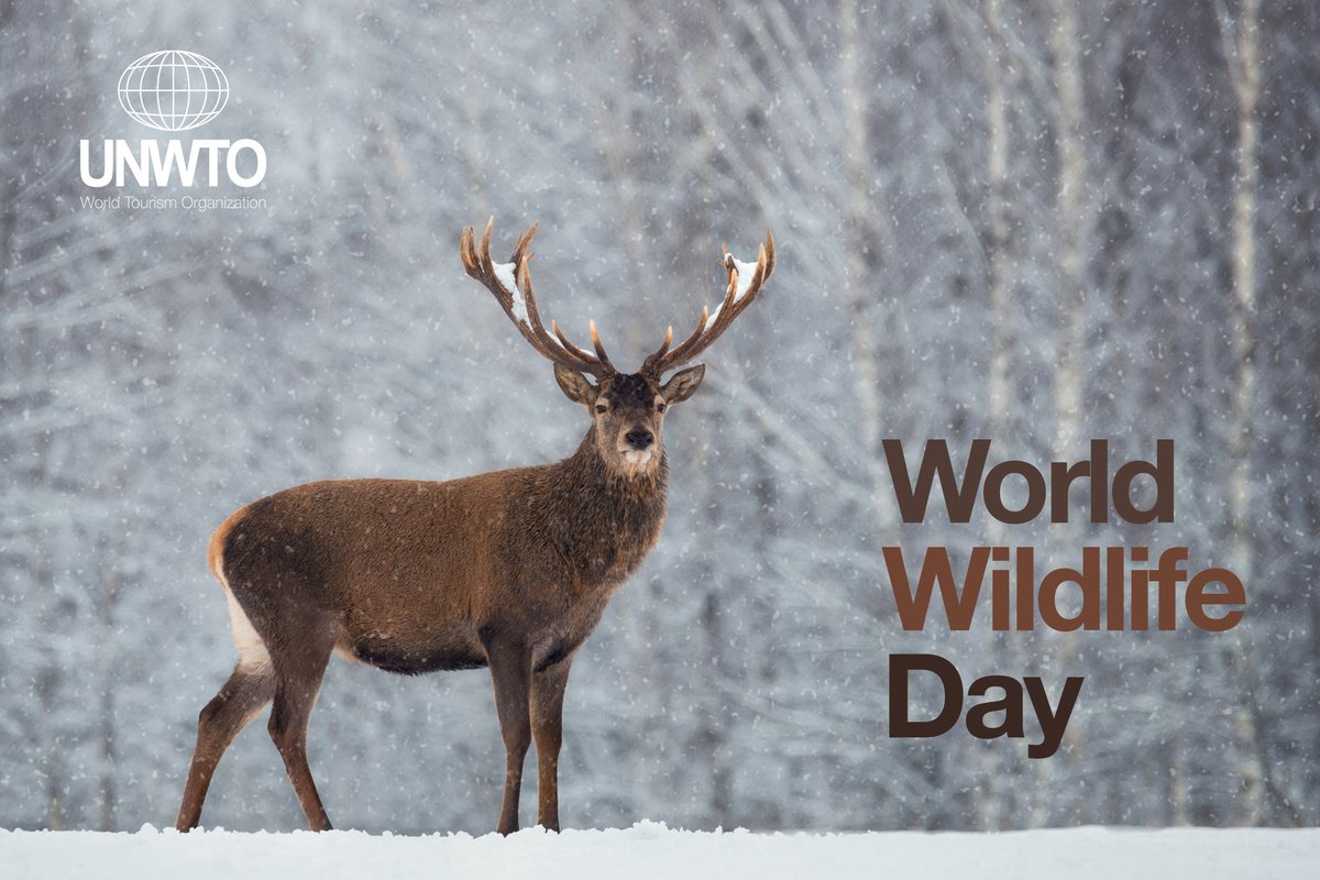 UNWTO's tweet photo. Tourism plays a major role in conserving our wildlife and natural habitats.

Wildlife is also part of our world heritage, so getting ready to #RestartTourism remember to respect, protect and take care of 🐯🐸🐨🐵🐙🐤🦀!

Happy #WorldWildlifeDay! https://t.co/B1CkwG0ltm
