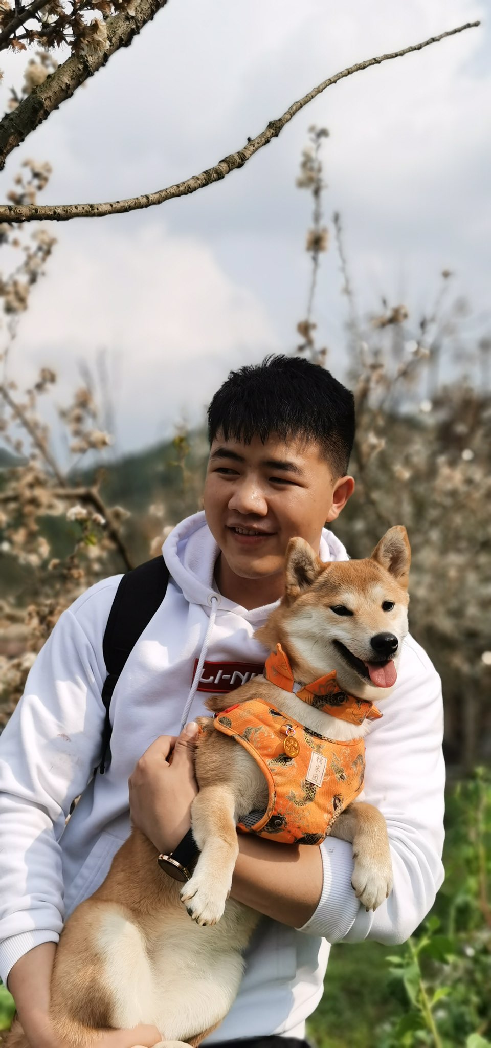 تويتر 日系萌寵 手作工坊 على تويتر 桜 さくらんぼ 犬と桜 Doge Pet 春桜 犬服 犬のいる生活 柴犬のいる暮らし オランジ鯉のハーネスセトが一番好きな 柴ちゃん似合いそうですねえ T Co Boqxmzzkag
