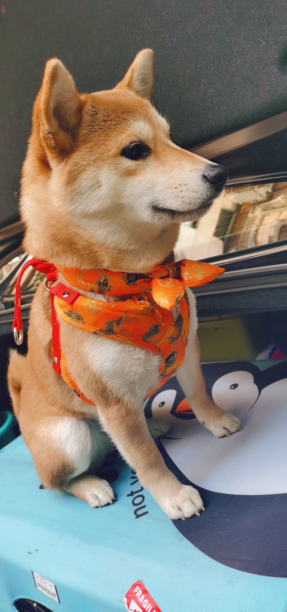 تويتر 日系萌寵 手作工坊 على تويتر 桜 さくらんぼ 犬と桜 Doge Pet 春桜 犬服 犬のいる生活 柴犬のいる暮らし オランジ鯉のハーネスセトが一番好きな 柴ちゃん似合いそうですねえ T Co Boqxmzzkag