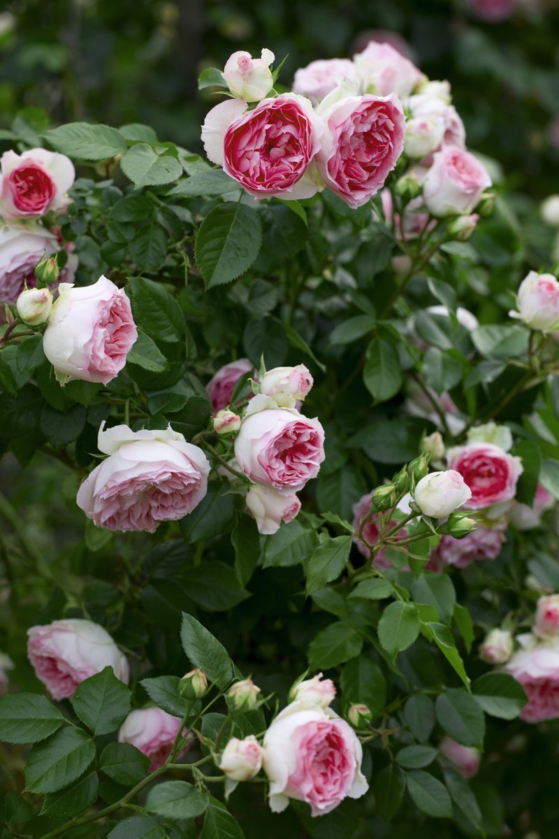 Meilland_Roses's tweet photo. Mini PIERRE DE RONSARD® un beau petit #grimpant #ROMANTICA® pour les #balcons #terrasses, plus compact que son grand frère
Mini EDEN ROSE® Meibigboni a beautiful #ROMANTICA® compact #climber for #balcony #terraces, more compact than its big brother
#ROSESMEILLAND #greentech https://t.co/pTYdIPbwl3