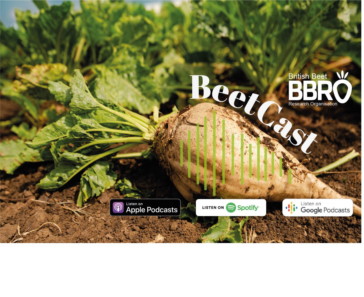 BBRO_Beet's tweet photo. What affect has the cold weather had on aphids and virus in sugar beet?  Find out more by listening to BBRO BeetCast now and sign-up for BeetTech21 https://t.co/40MIHMwZot for in-depth video and live-discussion session. @BritishSugar @NFUSugar @Rothamsted_RIS https://t.co/K2r1EDKTWE