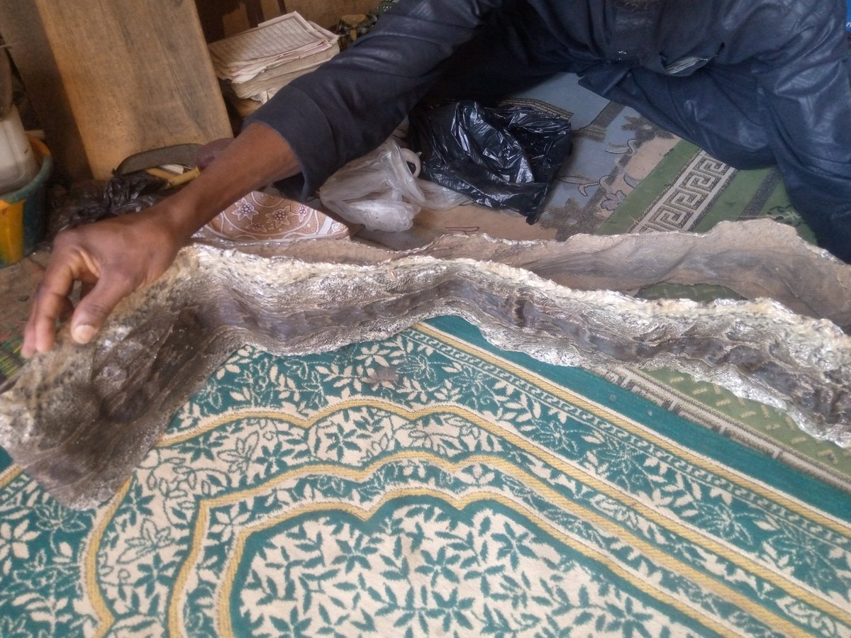SamsonJibir's tweet photo. Python skin for sale.
DM if interested
#bobrisky
#RUSHCHALLENGE https://t.co/c9sF7hbe4A