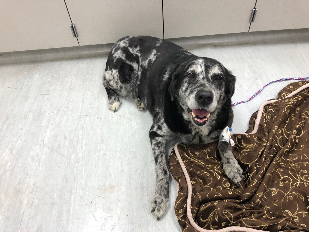UCDavisVCCT's tweet photo. We have 4 #veterinaryclinicaltrials that use the #miniexplorer2 for sensitive PET/CT imaging in dogs with various types of cancer. Pictured here is HypoxiPET patient Zoey!
.
Our imaging trials are open & enrolling. For more information, please see our VCCT website. https://t.co/qnUgrx01or
