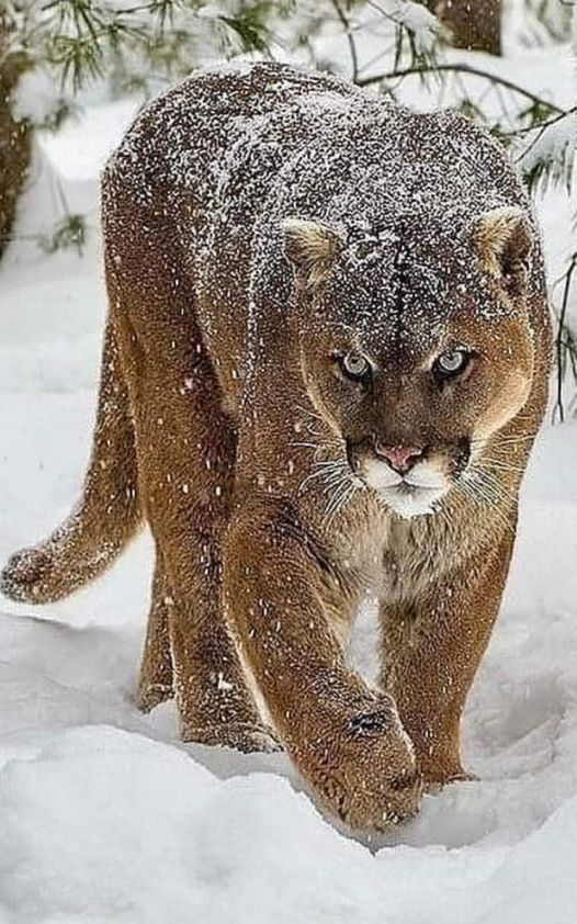 BesoLandia's tweet photo. Puma on the winter hunt https://t.co/nxZKjWJfJ8