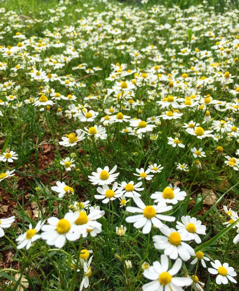 07antalyaw's tweet photo. Burası Dünya,
Ne Çok Kıymetlendirdik.
Oysa Bir Tarla İdi, Ekip Biçip Gidecektik🌾🌾🌾
#Bazen #kendini #Dinlemeli #İnsan
#Her #Şeyden #Uzak,,,
#Bir #Tek #Kendine #yakın ☕🍂🌾 https://t.co/6uw2nDYYus