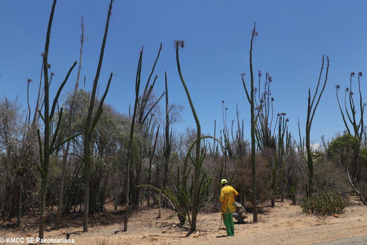 RseSolofo's tweet photo. Dry spiny forest with #Alluaudua procera #Didiereaceae in S #Madagascar around #Amboasary @TeamKMCC https://t.co/5sChFfJbz3