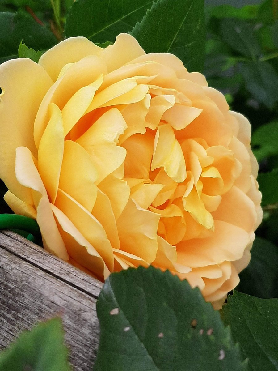 herby_hare's tweet photo. Happy #RoseWednesday #TeasingGeorgia https://t.co/cP7bYHiTbg
