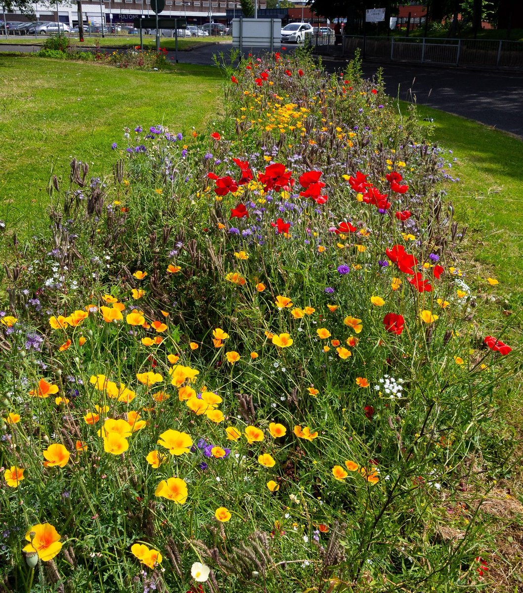 Happy #WorldWildlifeDay everyone! Did you know Salford has more than 60 parks and greenspaces so you’re never far from nature in our green city. Find your nearest here orlo.uk/p3h6k