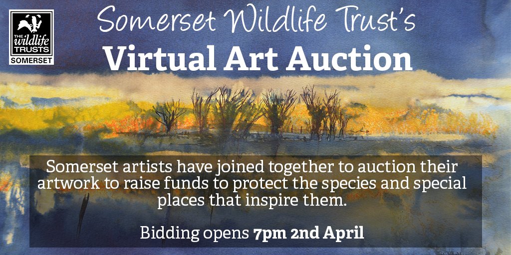 Somerset landscape and wildlife artists have donated their beautiful artworks to be auctioned off to raise funds to protect the wildlife of Somerset <a href="/SomersetLife/">Somerset Life</a> @SAW_Somerset <a href="/GoCreateTaunton/">GoCreate Arts @🏡</a> <a href="/ArtsTaunton/">Arts Taunton</a> <a href="/Contains_Art/">Contains Art</a> <a href="/ACEartsSomerset/">ACE Arts</a> @JackieMorrisArt
