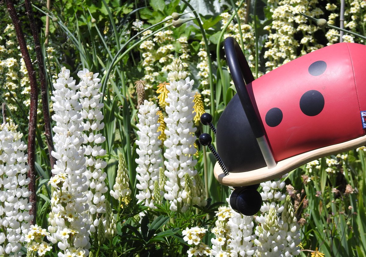 hippychick_com's tweet photo. Did you know that today is #WorldWildlifeDay? Lovely to see these bugs emerging from hibernation in recognition!! 😂🤣🐞🐝#parenting #toys #wheelybugs https://t.co/8HdkPHTpLh