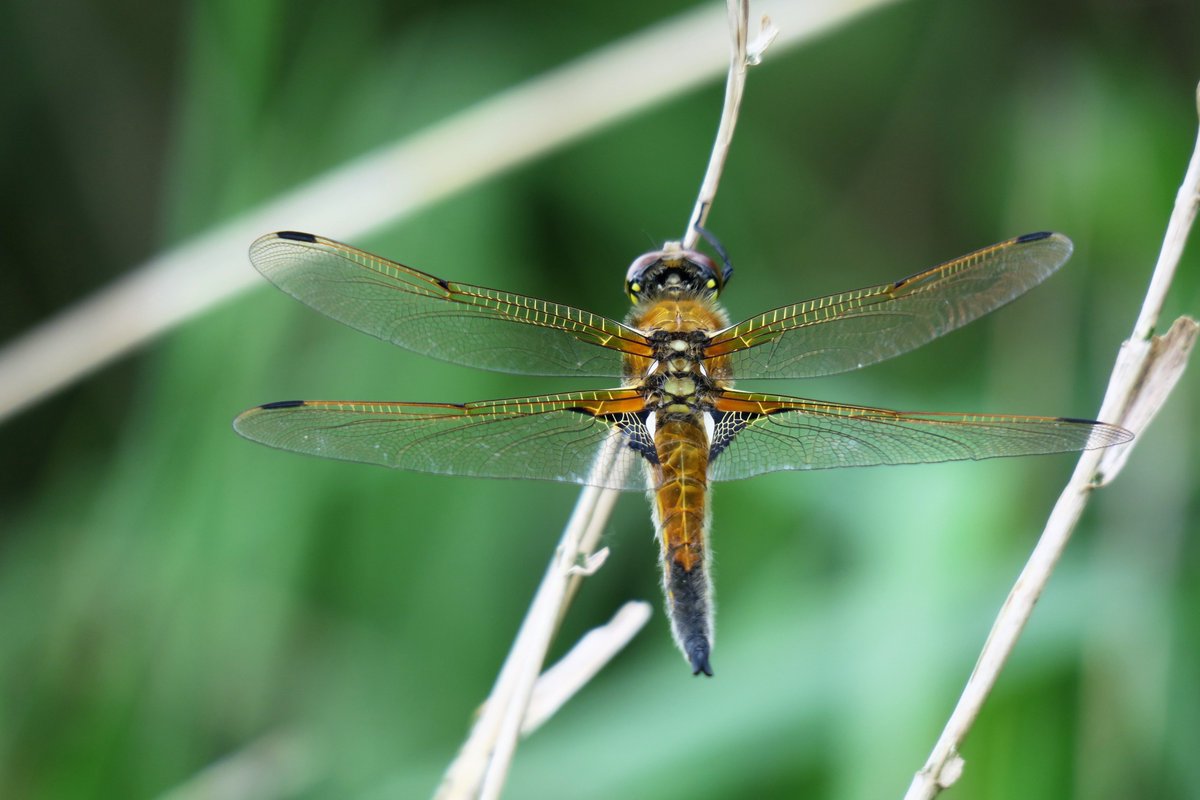 Henk.Verhoef tweet media