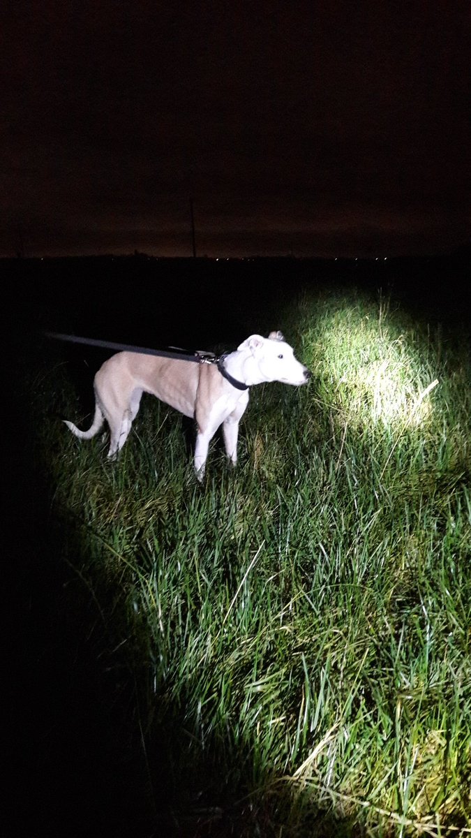 My bitch pup is just under 1 . She's fully broke to livestock . Even though she walks by my side through any field I always put her on the lead when around them because in my opinion it's not worth stressing and worrying livestock especially through lambing and calving