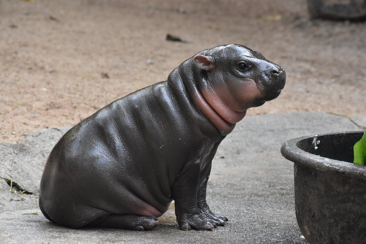สวนสัตว์เปิดเขาเขียว Khao Kheow Open Zoo tweet media