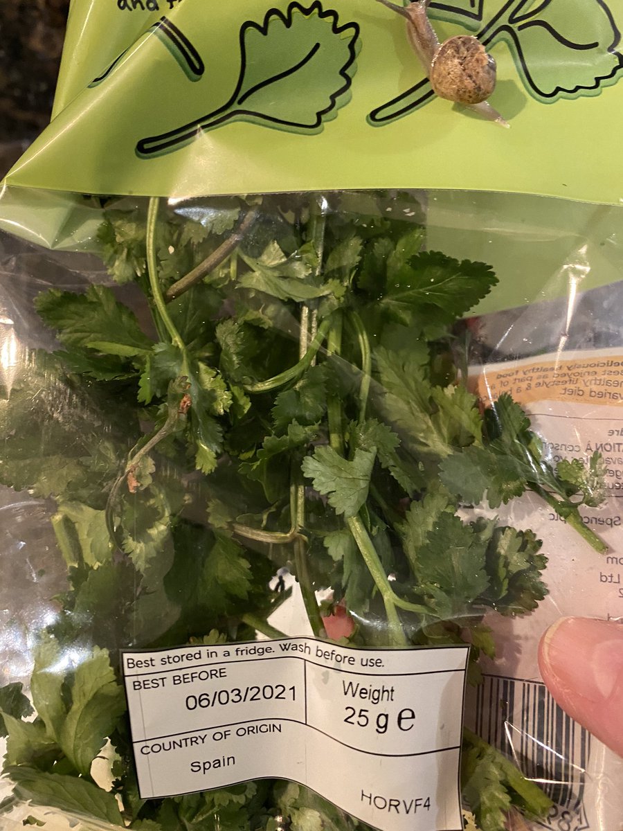 Surprised to see this little chap in my <a href="/marksandspencer/">M&S</a> coriander - Yuk! 😳😳 recipe spoilt without coriander 😡