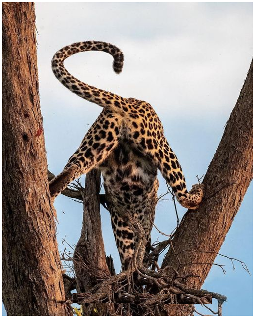 TrevaronTravel's tweet photo. Climbing  down to search for dinner. Perfect Shot!!!

#lions  #lionsfamily #kenyawildlife #africansafari #wildlife #amboselinationalpark #animalslove #africanature #safarikenya #wildlifephotographer #africanadventure #safaripark #explore_wildlife #trevarontravelandtours https://t.co/c3B6r39g0R