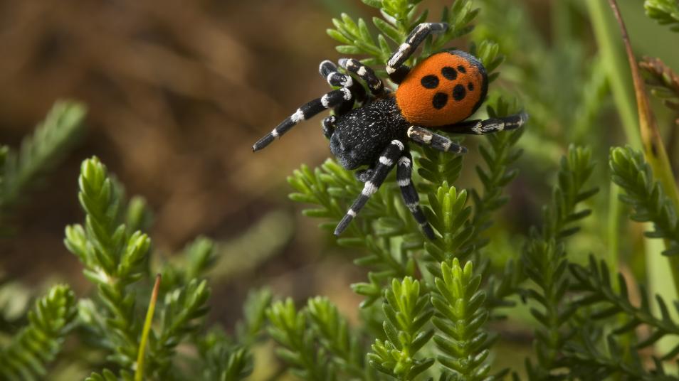 Today is #WorldWildlifeDay & we are proud to support natural heritage projects across the UK including @NatureBftB, @LtL_Pollination, #MagnificentMeadows & more.

#TogetherForNature  @NaturalEngland @Love_plants @Natures_Voice @savebutterflies @Buzz_dont_tweet @BumblebeeTrust