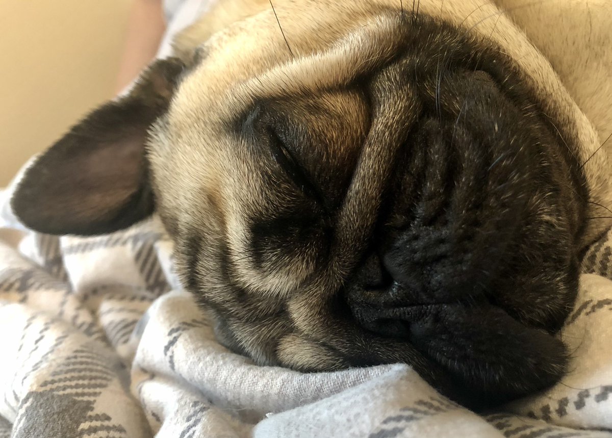 FPugface's tweet image. I is a Frenchie!