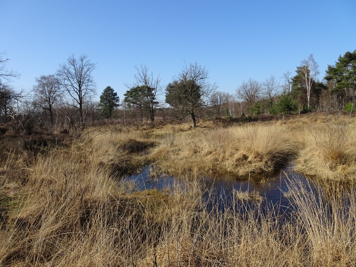 Ze verschuilen zich nog, maar laten zich toch af en toe al voorzichtig even horen, de eerste #heikikkers in een ven in het #Schuitwater