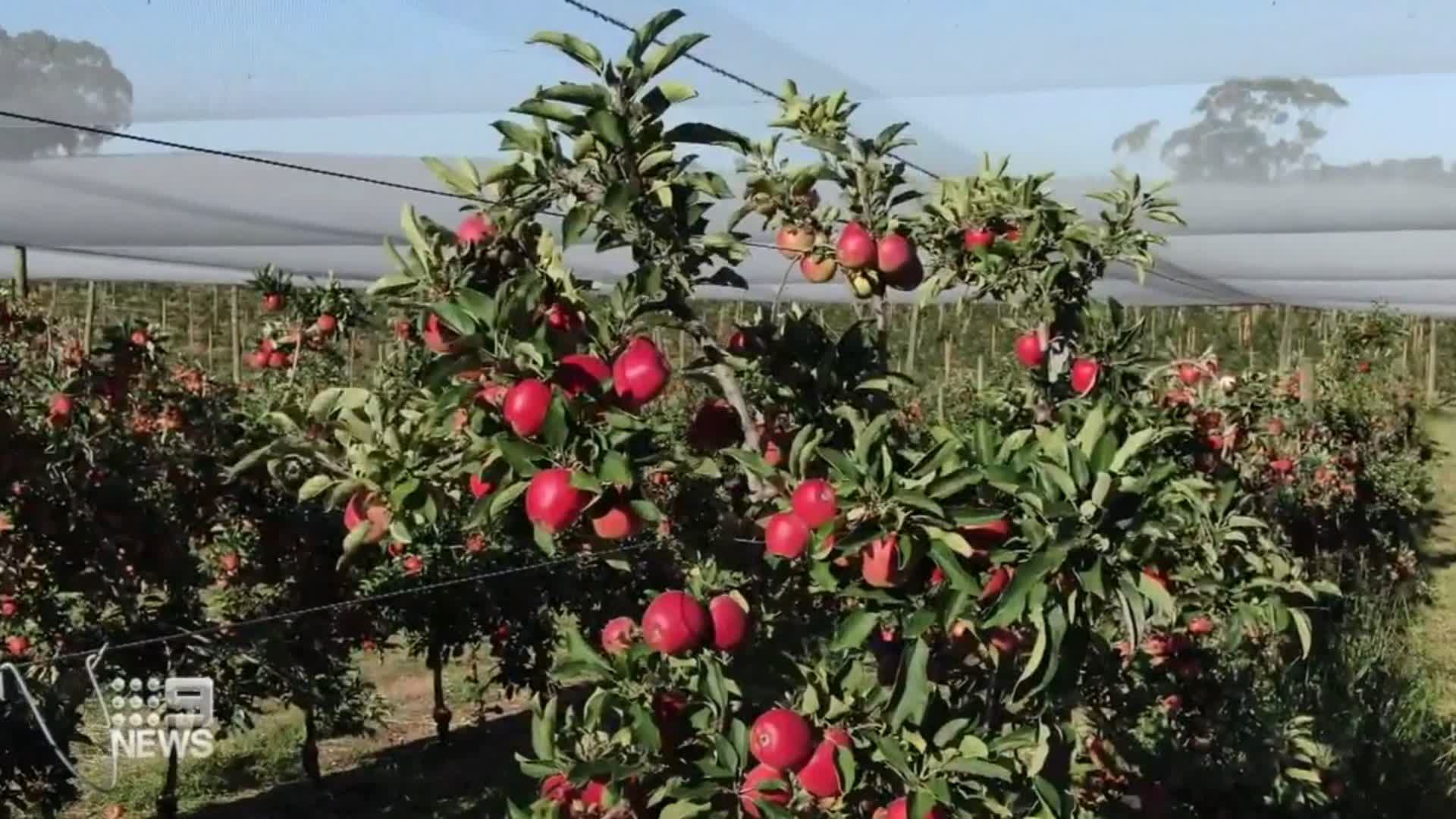 9News Adelaide on Twitter "South Australian apple harvests are