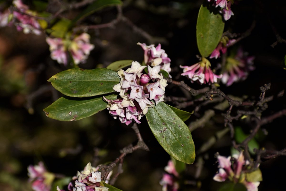 沈丁花 沈丁花