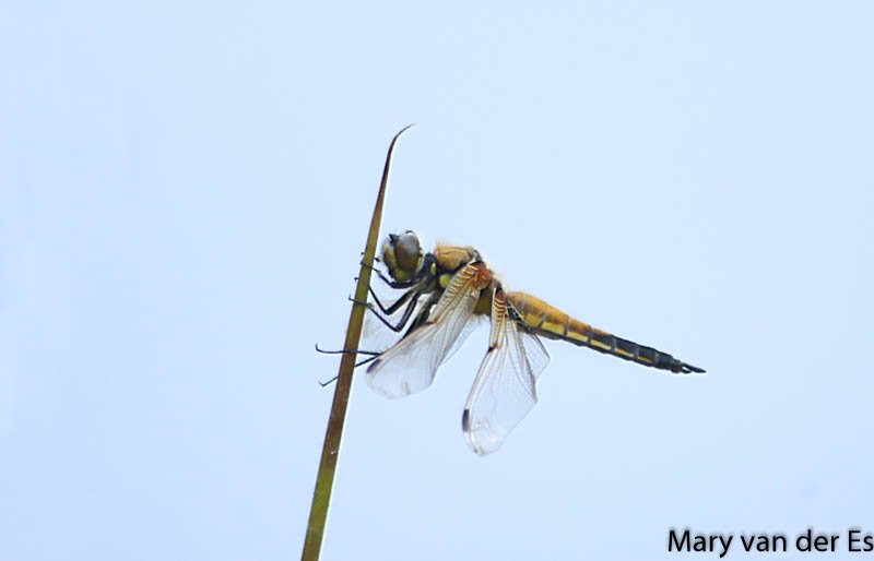 Mary van der Es tweet media