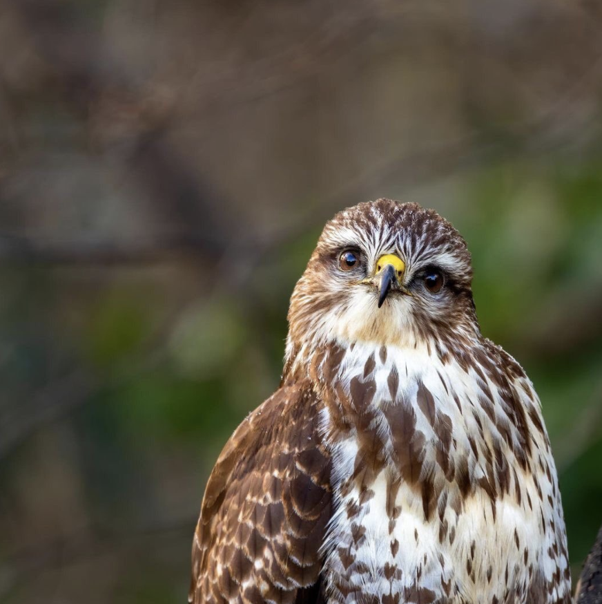 petsukofficial's tweet photo. Happy #WorldWildlifeDay 💚🐾

A day to celebrate and raise awareness for the world’s amazing wild animals and plants 🦔 🦉🌻🦊

📸   i.groves  wonderfulscience lauramoon_photography        emiliano_nature_photo https://t.co/9SFL1MJh0i