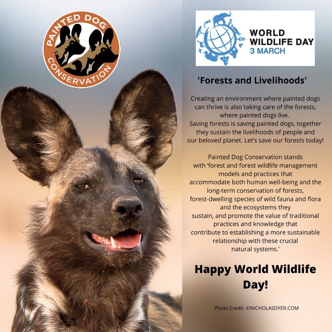 Painted Dog Conservation