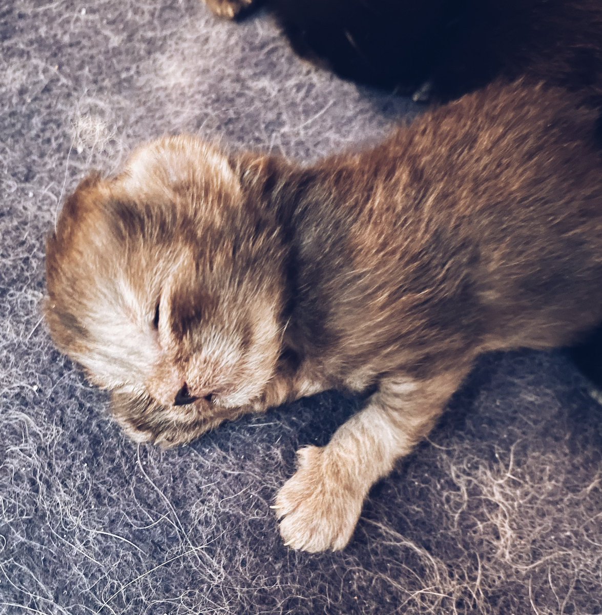 Hjörtur tweet media