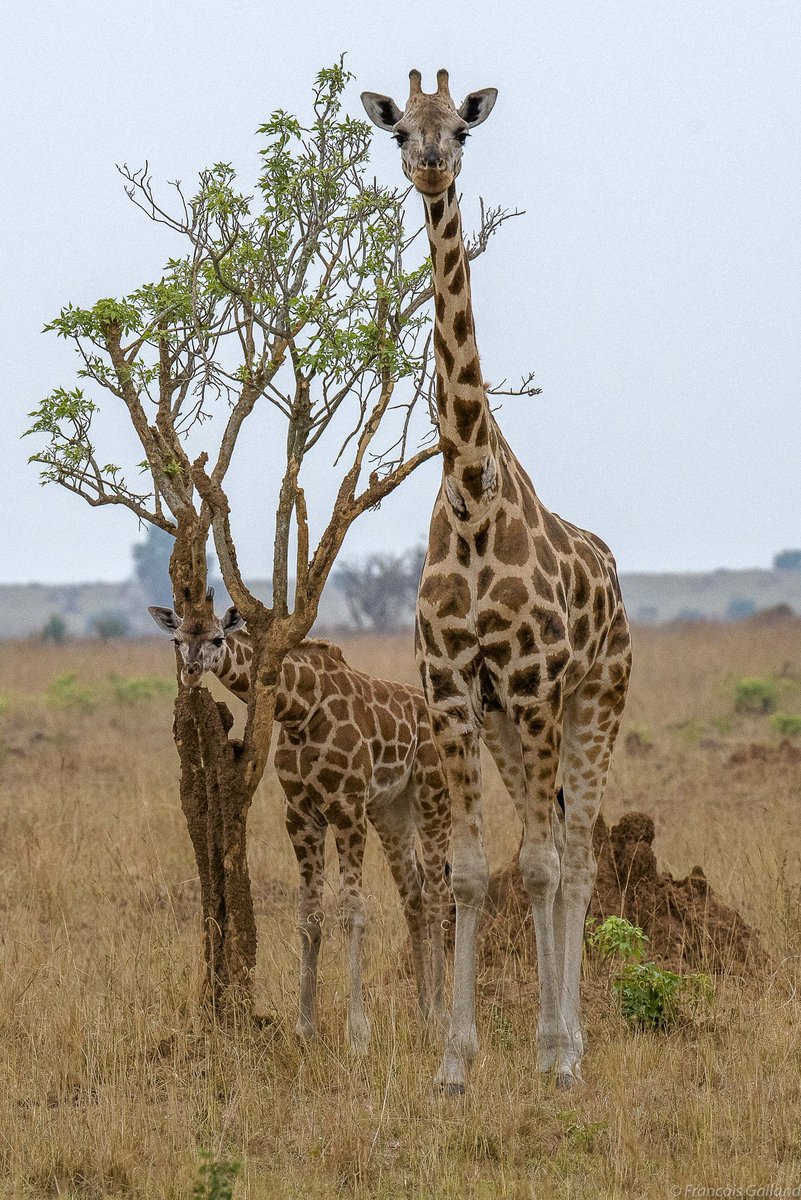 MicSafaris's tweet photo. Today we celebrate the vast variety of life, flora &amp; fauna we share the planet with.Let us all put in dedicated efforts to save and preserve the wildlife &amp; create greater awareness on the need to maintain a healthy ecological balance on our planet.
#WorldWildlifeDay https://t.co/rEZB6pU2TE