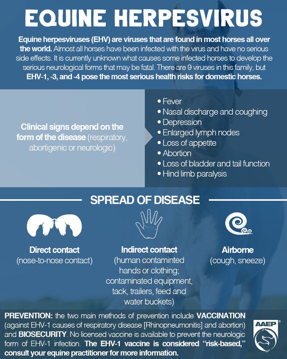 Excellent summary on the Equine Herpes virus from <a href="/AAEPHorseDocs/">AAEP</a> - please think, biosecurity, checking temperatures &amp; quarantine, not just vaccination. See britishequestrian.org.uk/assets/equine/…